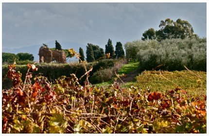 Uva Sangiovese